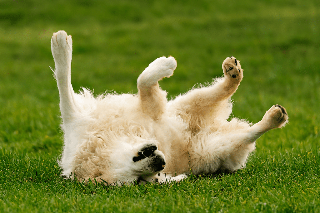 چرا سگ‌ها در چمن غلت می‌زنند؟ بررسی دلایل رفتاری و غریزی
