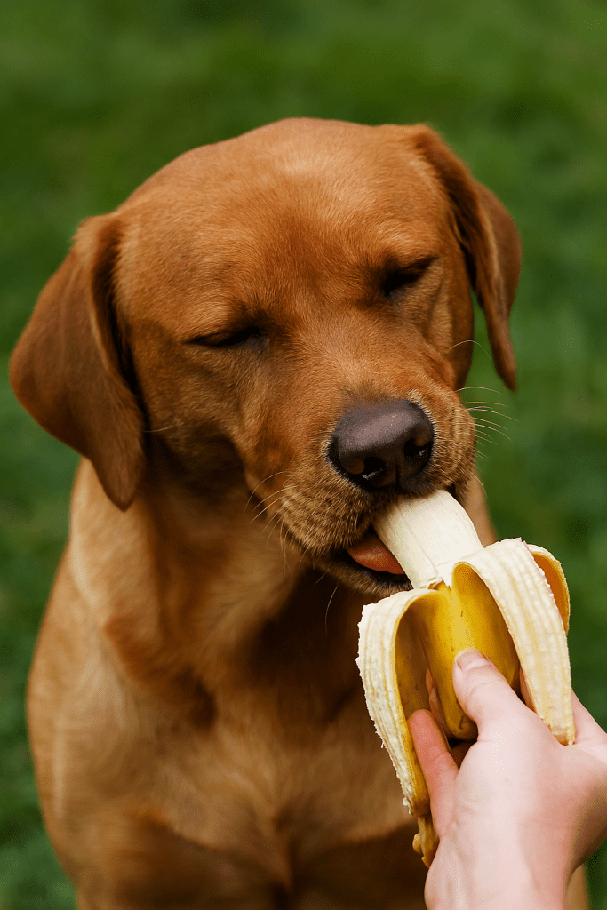 ۱۰ میوه‌ای که سگ‌ها می‌خورند