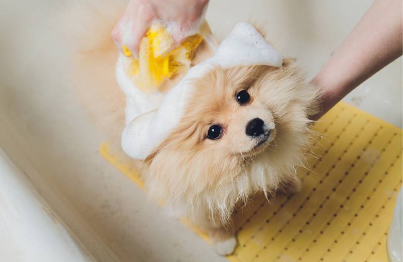 شامپوی حیوانات خانگی