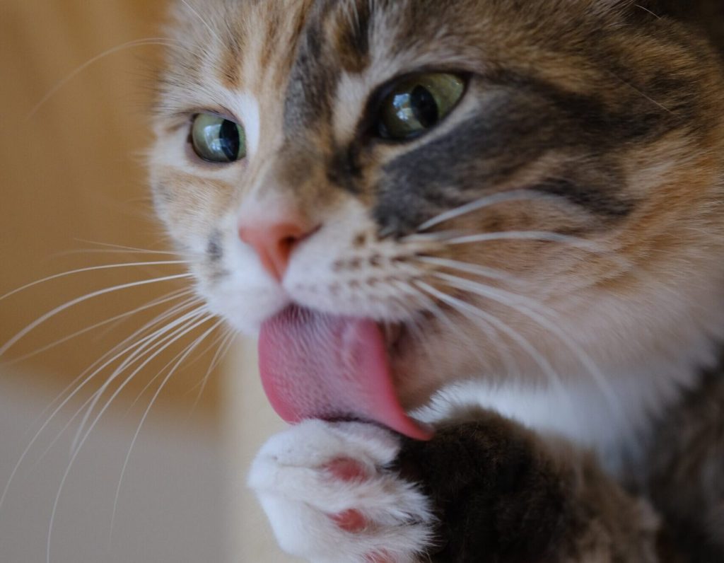 رفتارهای وسواسی گربه‌ها | دلایل، علائم و راهکارهای درمانی