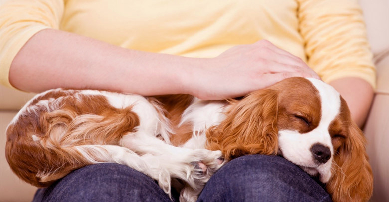 7 اشتباه رایج صاحبان حیوانات خانگی در تغذیه و نگهداری