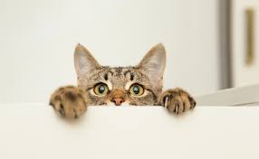 10 نکته طلایی برای نگهداری از گربه‌ های خانگی در آپارتمان