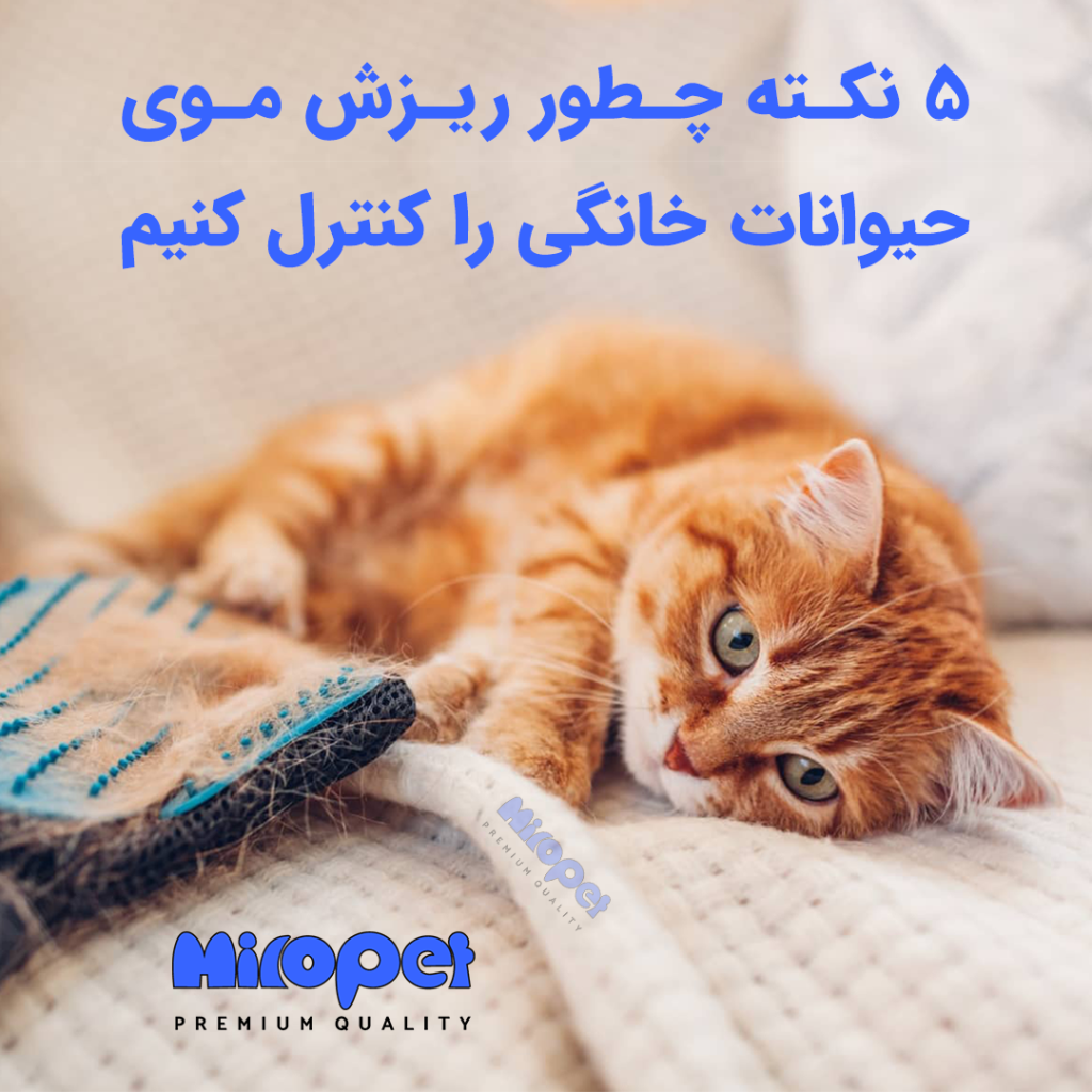 5 نکته چطور ریزش موی حیوانات خانگی را کنترل کنیم