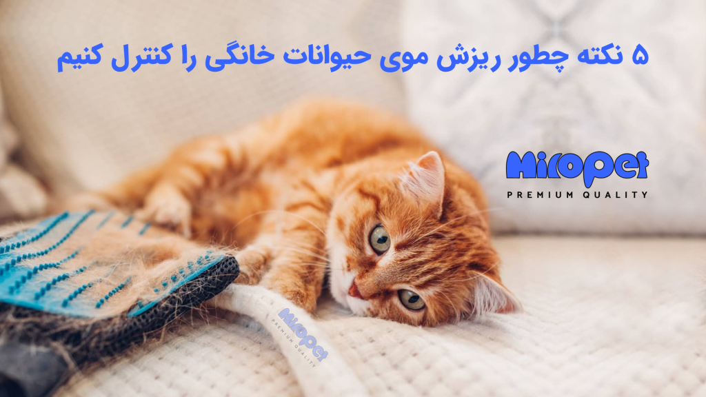 5 نکته چطور ریزش موی حیوانات خانگی را کنترل کنیم