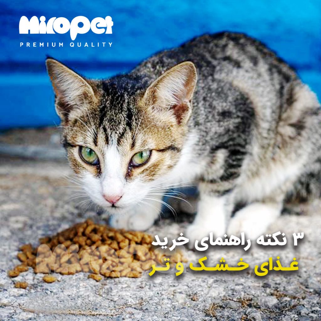 3 نکته راهنمای خرید غذای خشک و تر